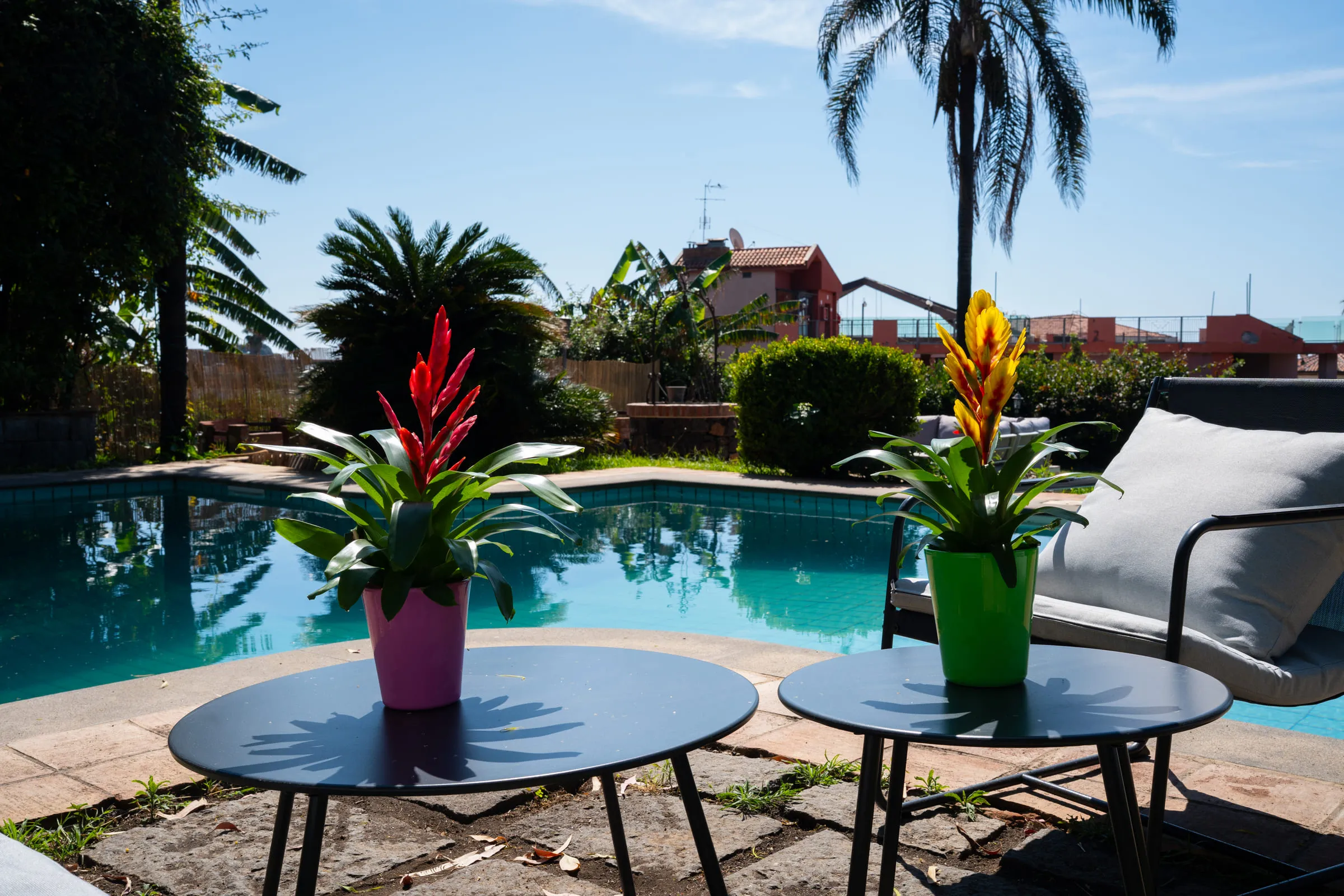 Two small tables with flowering plants beside the pool, under the palms.
